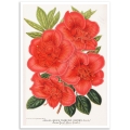 Botanical Poster - Azalea Indica