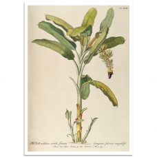 Botanical Poster - Banana Plant Illustration 1750