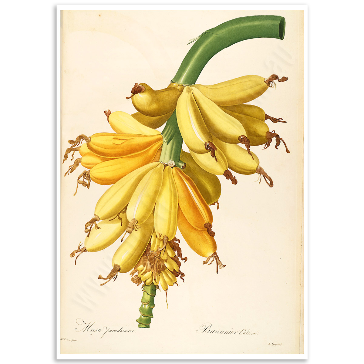 Botanical Poster - Banana, Musa Paradisiaca