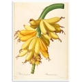 Botanical Poster - Banana, Musa Paradisiaca