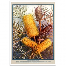 Botanical Poster - Queensland Honeysuckle
