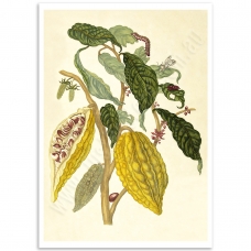 Botanical Poster - Cocoa, Maria Sibylla Merian