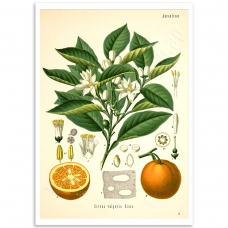Botanical Poster - Citrus