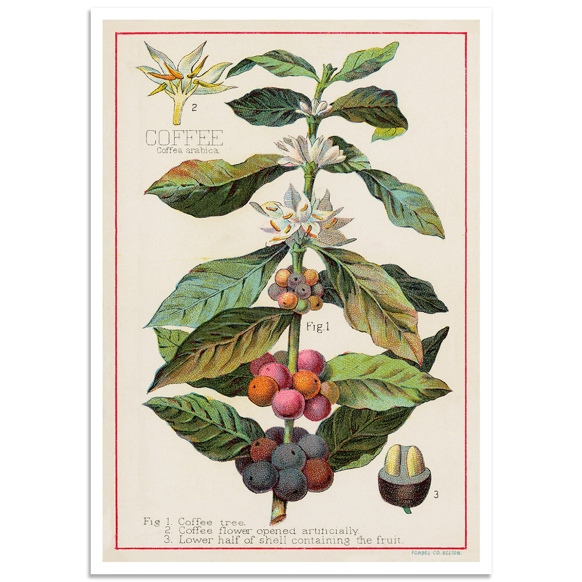 Botanical Poster - Coffee - Coffea Arabica