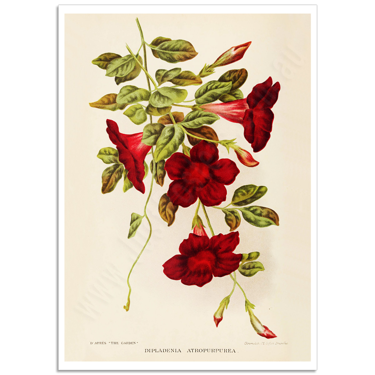 Botanical Poster - Dipladenia Atropurpurea