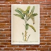 Botanical Poster - Banana Plant Illustration 1750