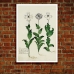 Botanical Poster - Carnation Italian