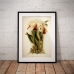 Botanical Poster - Cattleya Orchid