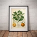 Botanical Poster - Citrus