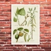 Botanical Poster - 3 Medicinal Plants 