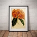 Botanical Poster - Rhododendron Javanicum