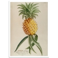 Botanical Poster - Pinapple Plant Illustration 1750
