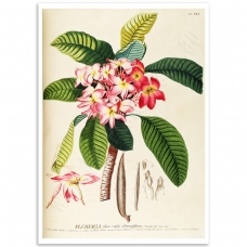 Botanical Poster - Frangipani, Plumeria Rubra