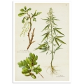 Botanical Poster - Cannabis Sativa