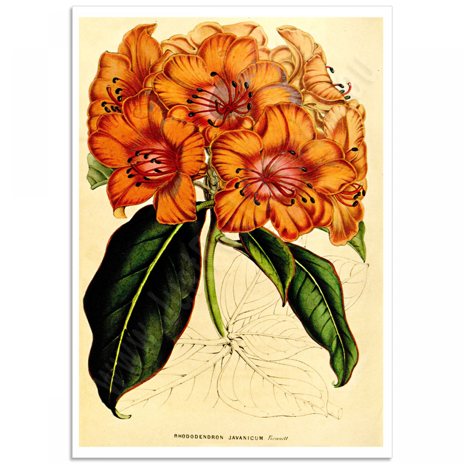 Rhododendron javanicum plant, 19th century illustration - Stock
