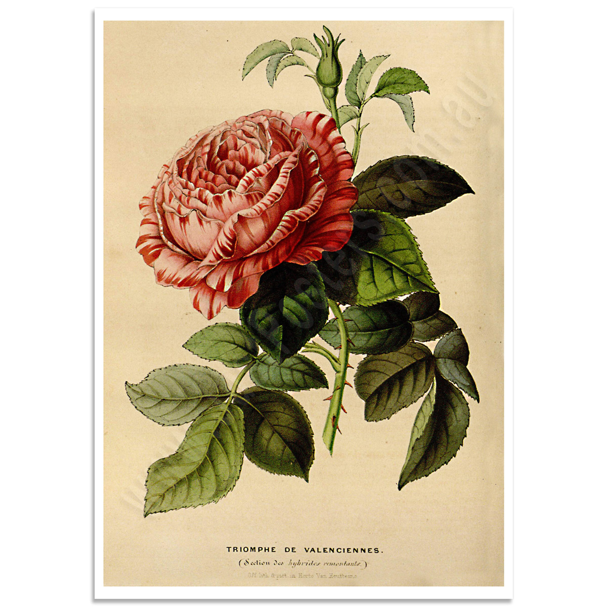 Botanical Poster - Triomphe de Valenciennes