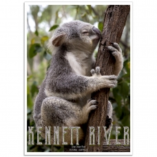 Australian Wildlife Poster - Koala - Kennett River, Victoria