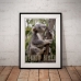 Australian Wildlife Poster - Koala - Kennett River, Victoria