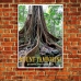 Australian Photographic Poster - Strangler Fig, Mt. Tamborine, Queensland
