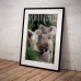 Australian Wildlife Poster - Otway Coast Koalas