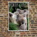 Australian Wildlife Poster - Otway Coast Koalas
