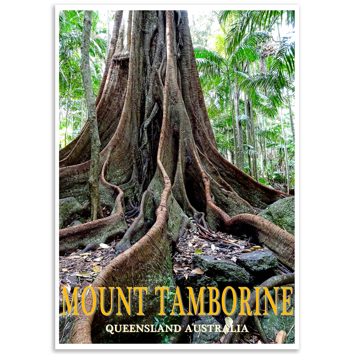 Australian Photographic Poster - Strangler Fig, Mt. Tamborine, Queensland