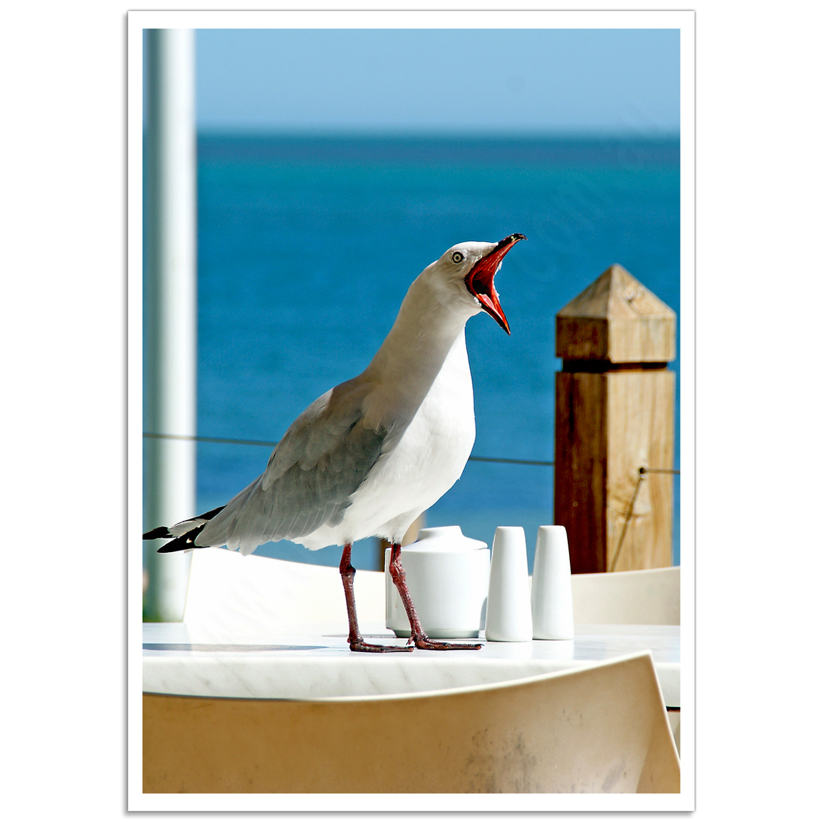 Photographic Poster - Hungry Impatient Seagull