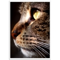 Pet Photographic Poster - Bengal Cat Portrait