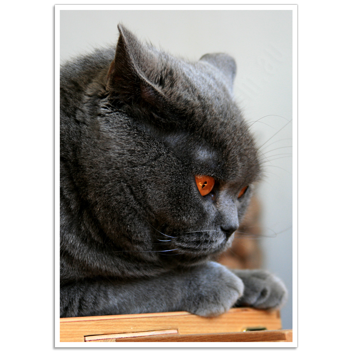 Pet Photographic Poster - British Shorthair Cat