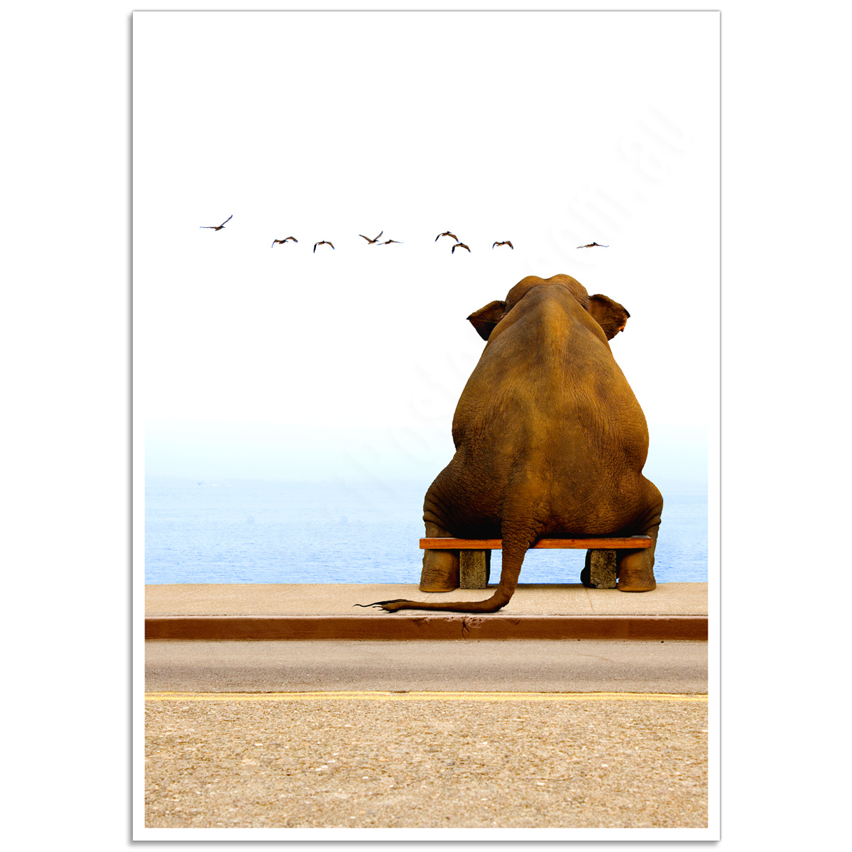 Wildlife Photographic Poster - Elephant Thinking 