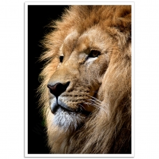 Wildlife Photographic Poster - Lion, King of Beasts
